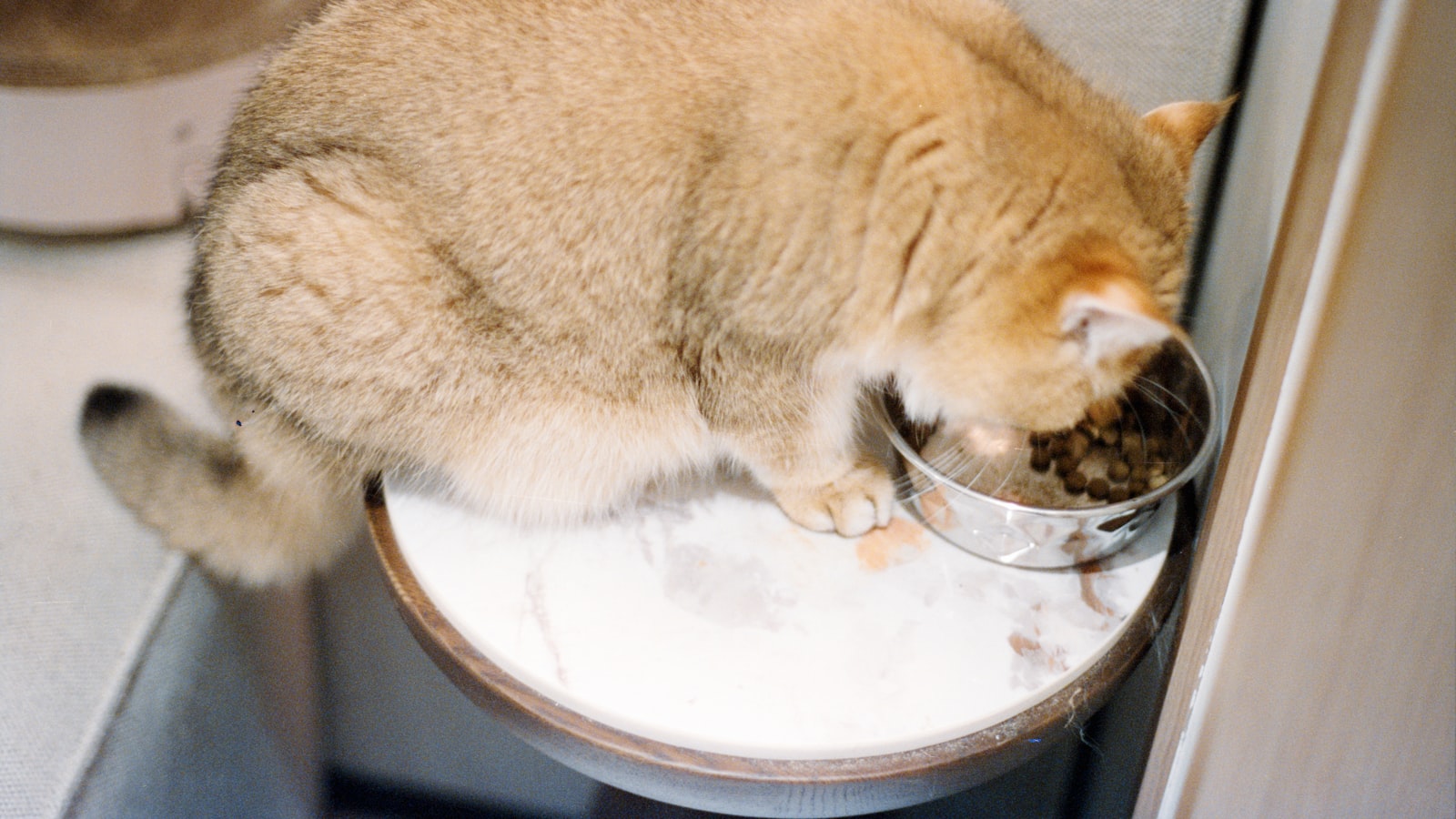 A fluffy golden cat eating from a stainless steel bowl on a raised stand in bright light