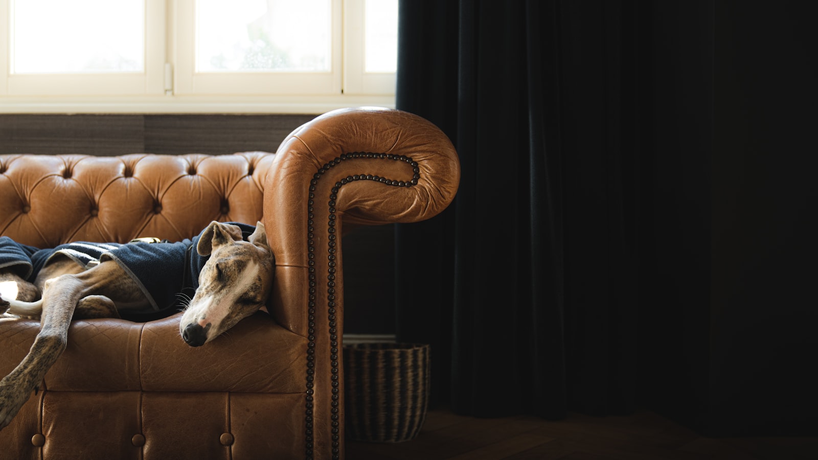 A greyhound asleep under a blanket on a brown leather Chesterfield sofa, beside a bright window and a dark curtain