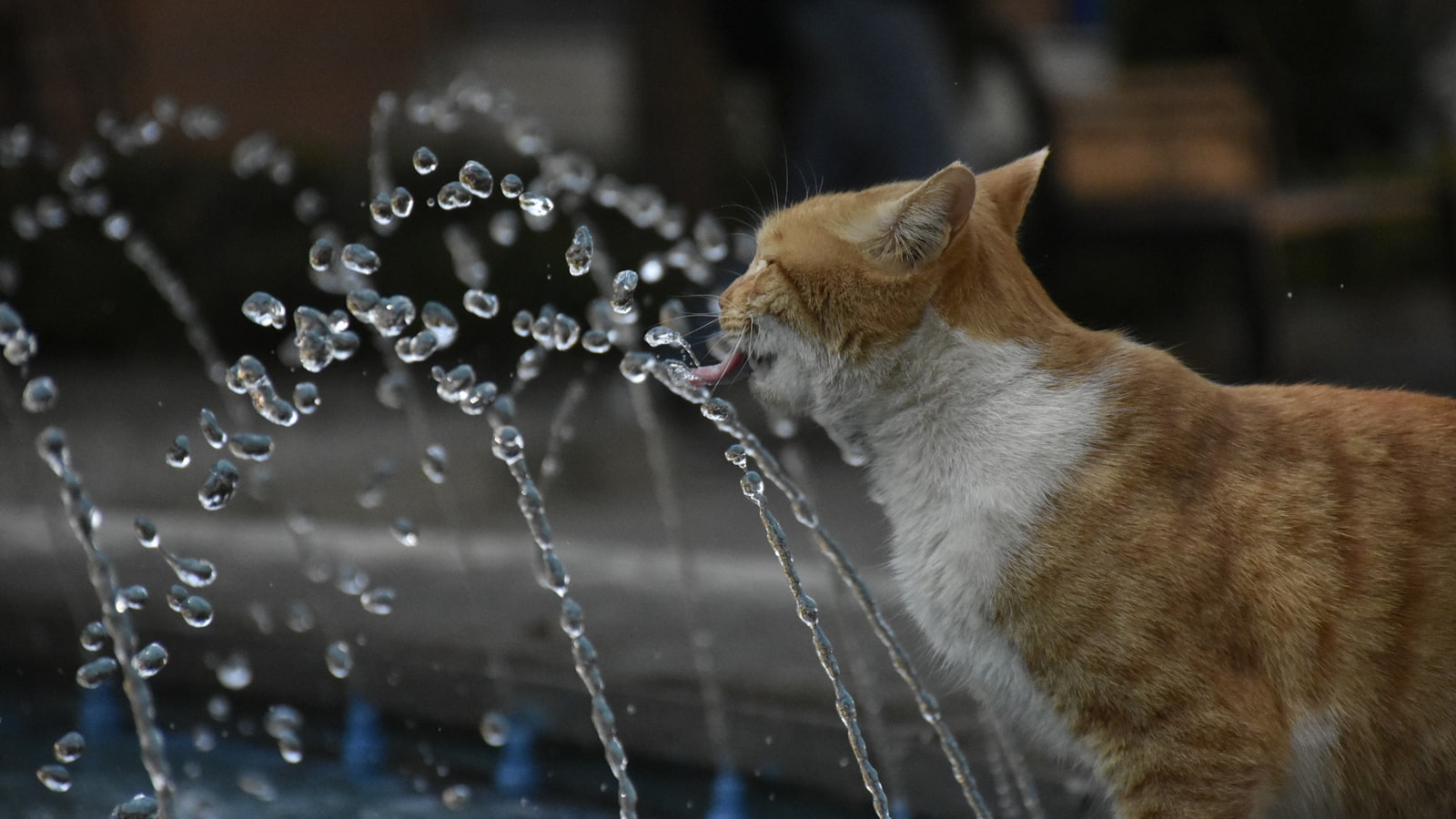 A ginger and white cat drinking from a splashing water fountain