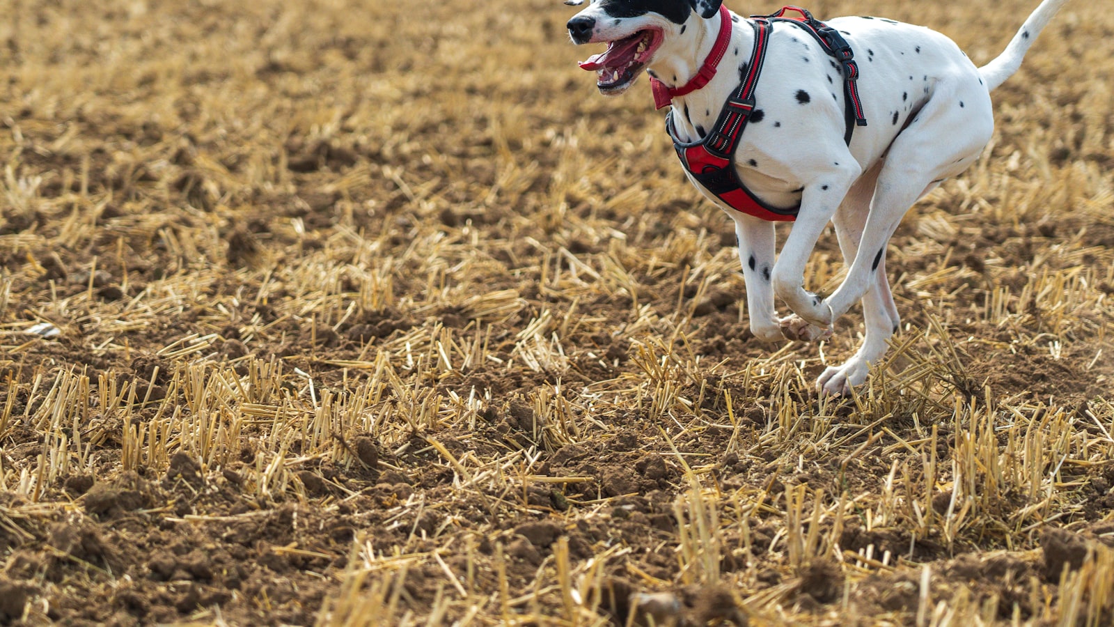 A Dalmatian running across a stubble field wearing a red harness and collar on a bright day