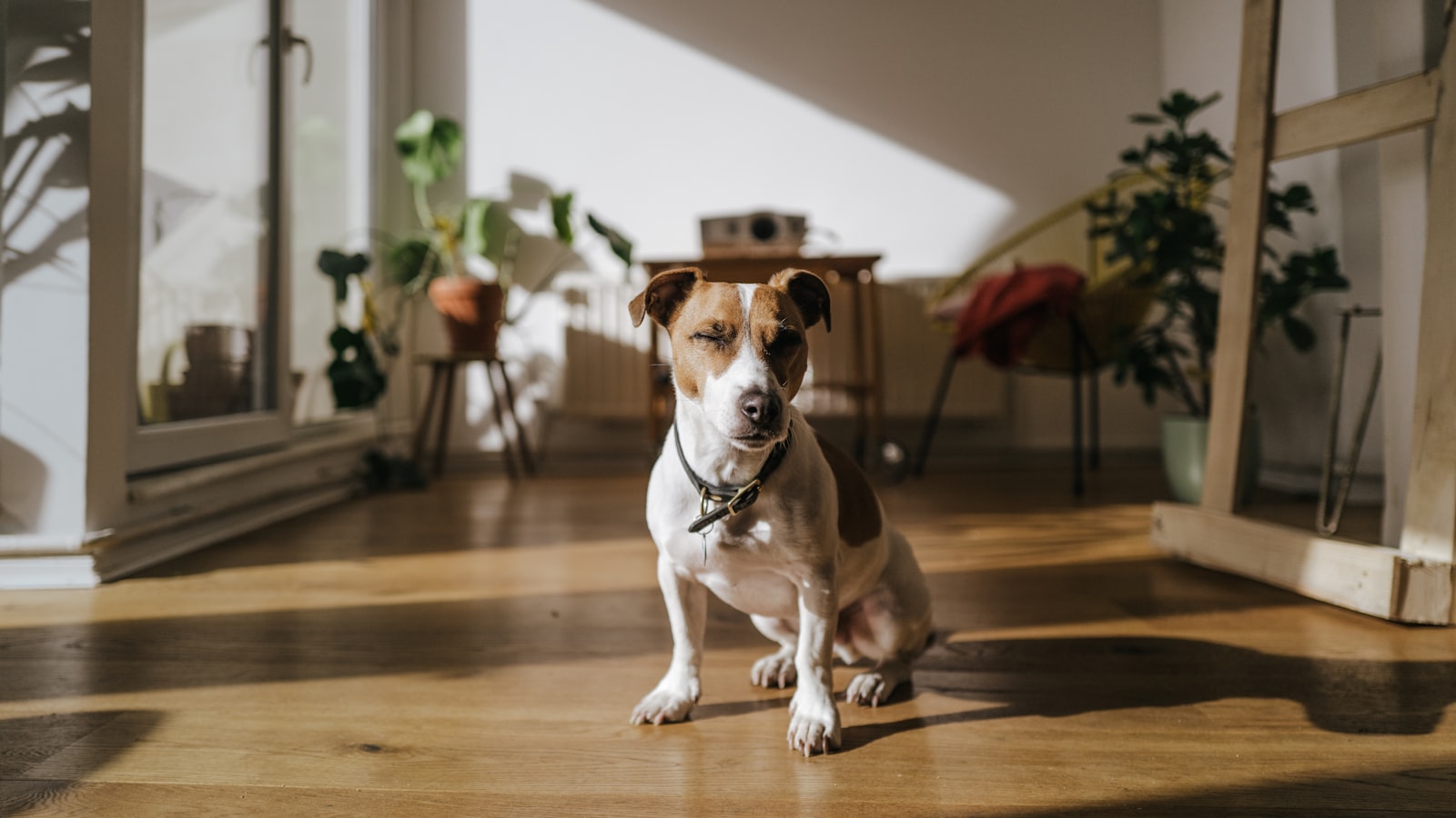A small brown and white dog sitting on a wooden floor in a bright, sunlit apartment, facing the camera