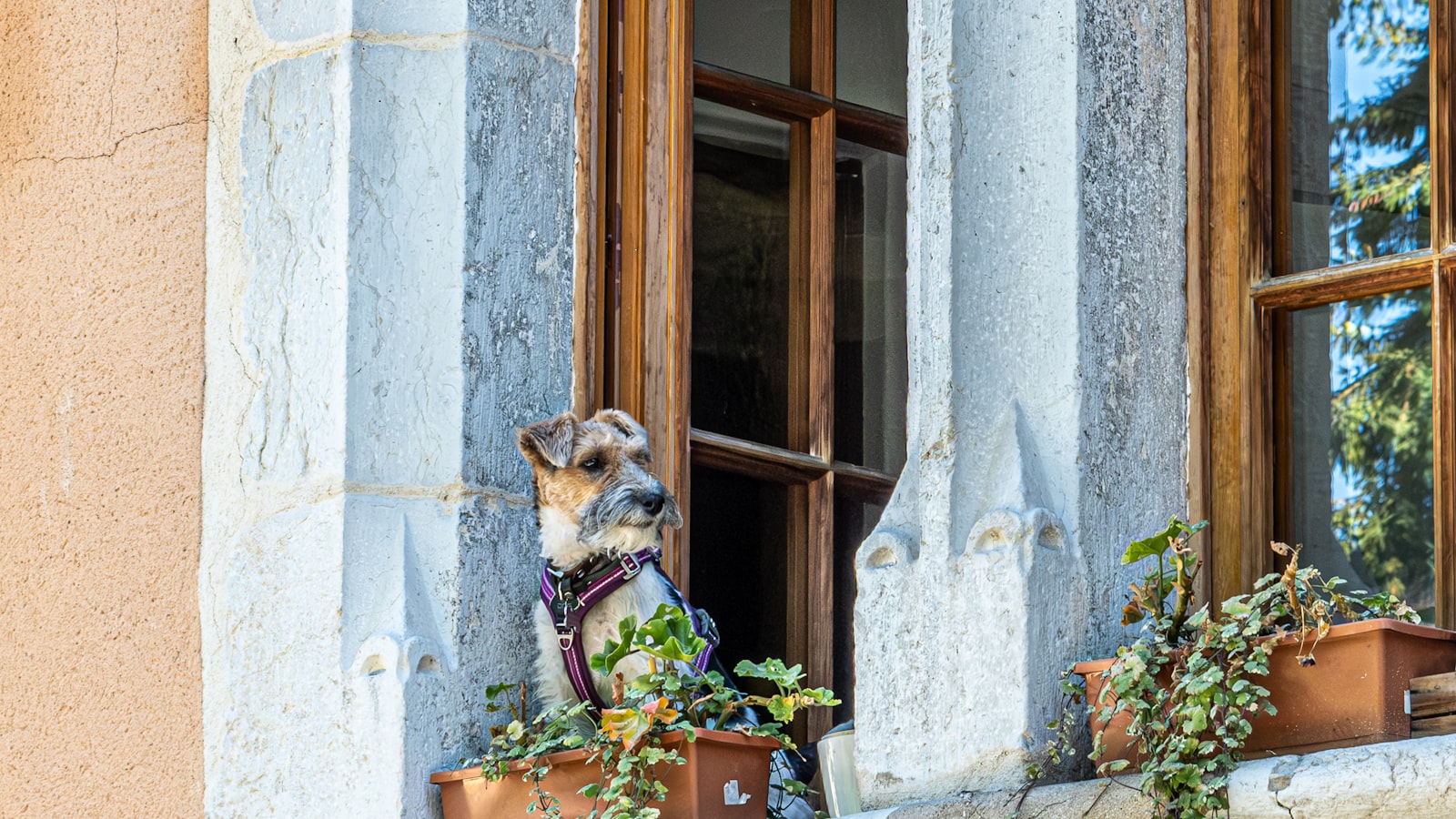 A wire-haired terrier in a harness sitting at an open window with window-box plants, looking out