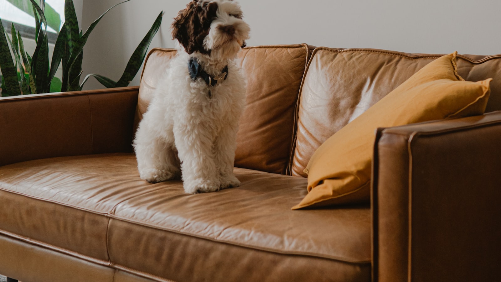 A small white and brown curly-coated dog sitting on a tan leather sofa in a bright living room
